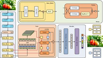 Lightweight tomato ripeness detection algorithm based on the improved RT-DETR